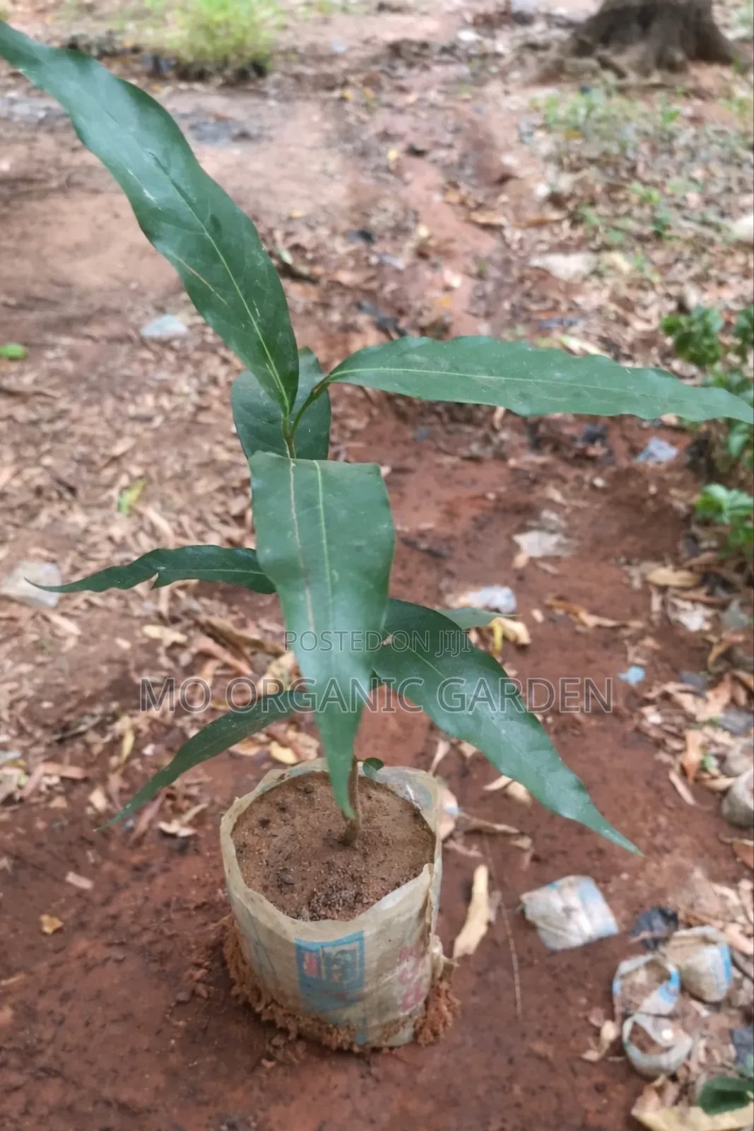 Healthy Weeping Willow Plant Seedling