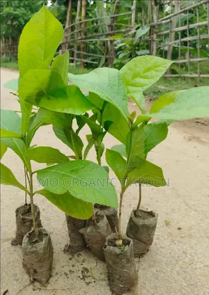 Organic Teak Seedling– Naturally Grown Healthy