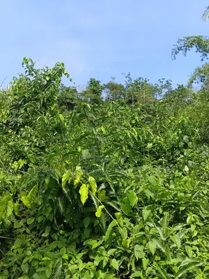 Western Region, Beposo (Atta Ni Atta) _ 25 Acres Farmland