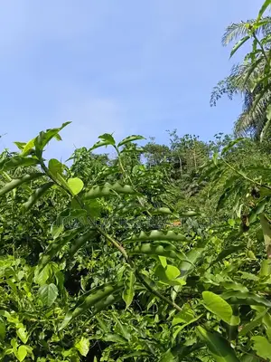 Western Region, Beposo (Atta Ni Atta) _ 25 Acres Farmland