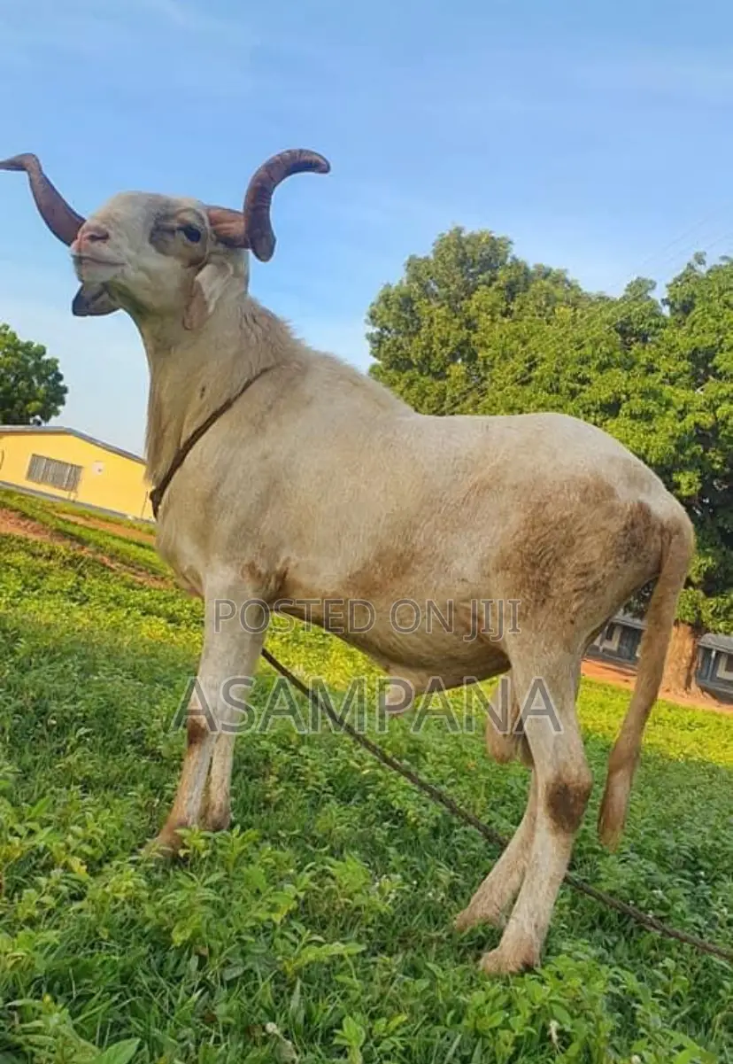 Sheep Local Breed.