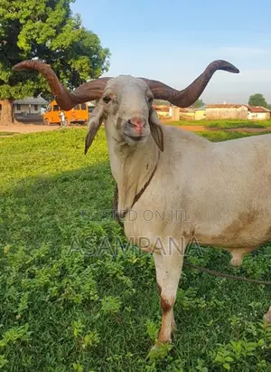Sheep Local Breed.