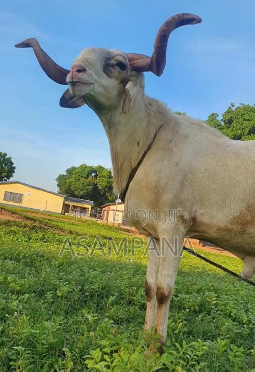 Sheep Local Breed.