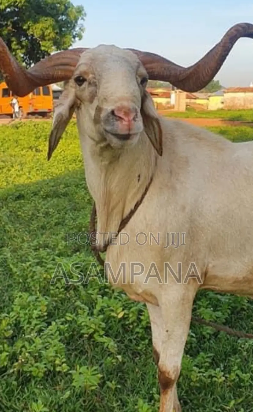 Sheep Local Breed.