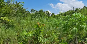 Western Region, Wassa Dist (Daboase) _ 6+ Acres Farmland