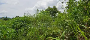 Western Region, Wassa Dist (Daboase) _ 6+ Acres Farmland