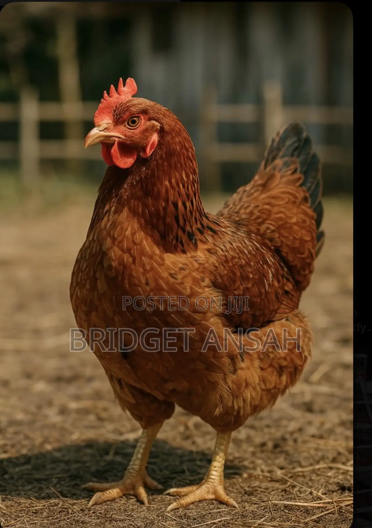 Fully Grown Layer Chicken