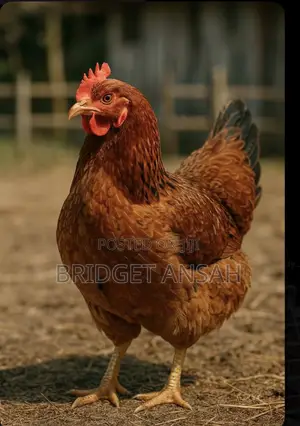 Fully Grown Layer Chicken