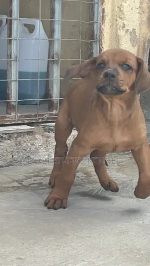 1-3 months Female Purebred Boerboel