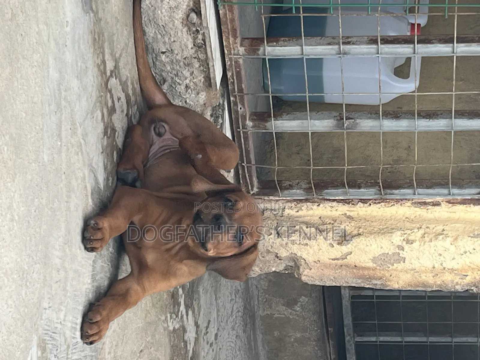 1-3 months Female Purebred Boerboel