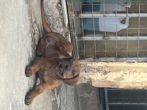 1-3 months Female Purebred Boerboel