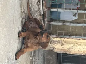 1-3 months Female Purebred Boerboel