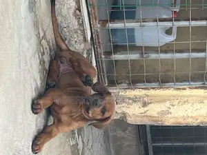 1-3 months Female Purebred Boerboel
