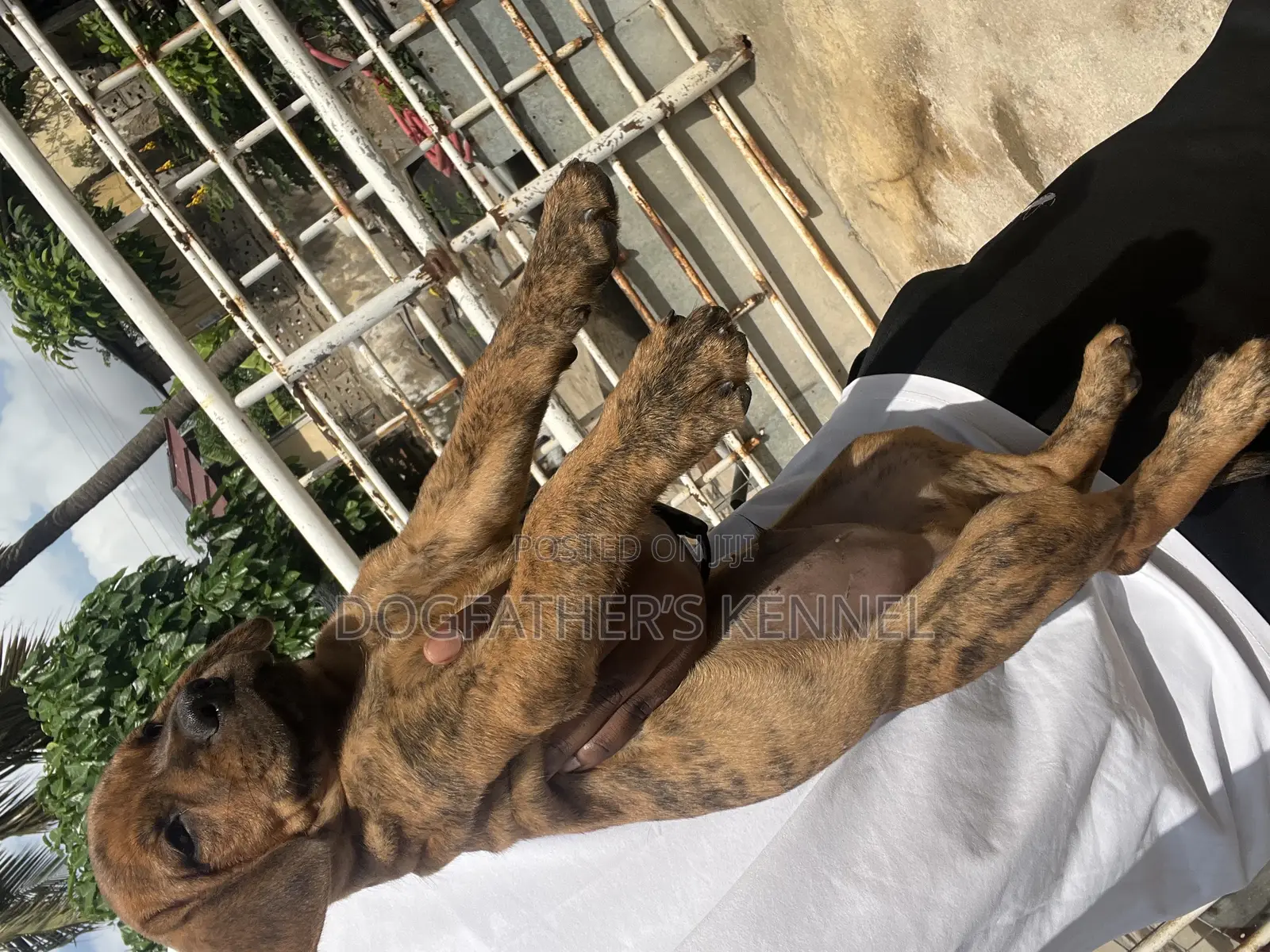 1-3 months Female Purebred Boerboel