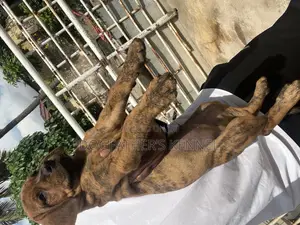 1-3 months Female Purebred Boerboel