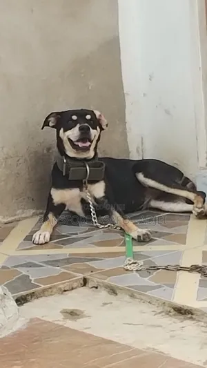 6-12 months Female Mixed Breed Rottweiler