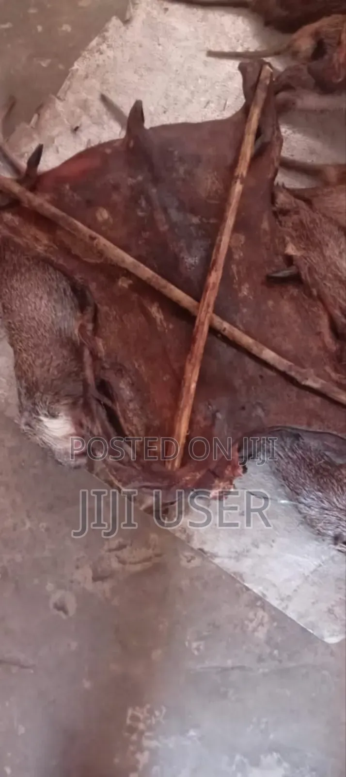 Fresh Bush Meats For Sale From Village