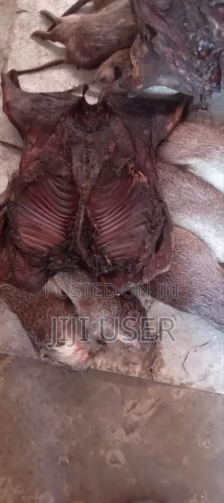 Fresh Bush Meats For Sale From Village