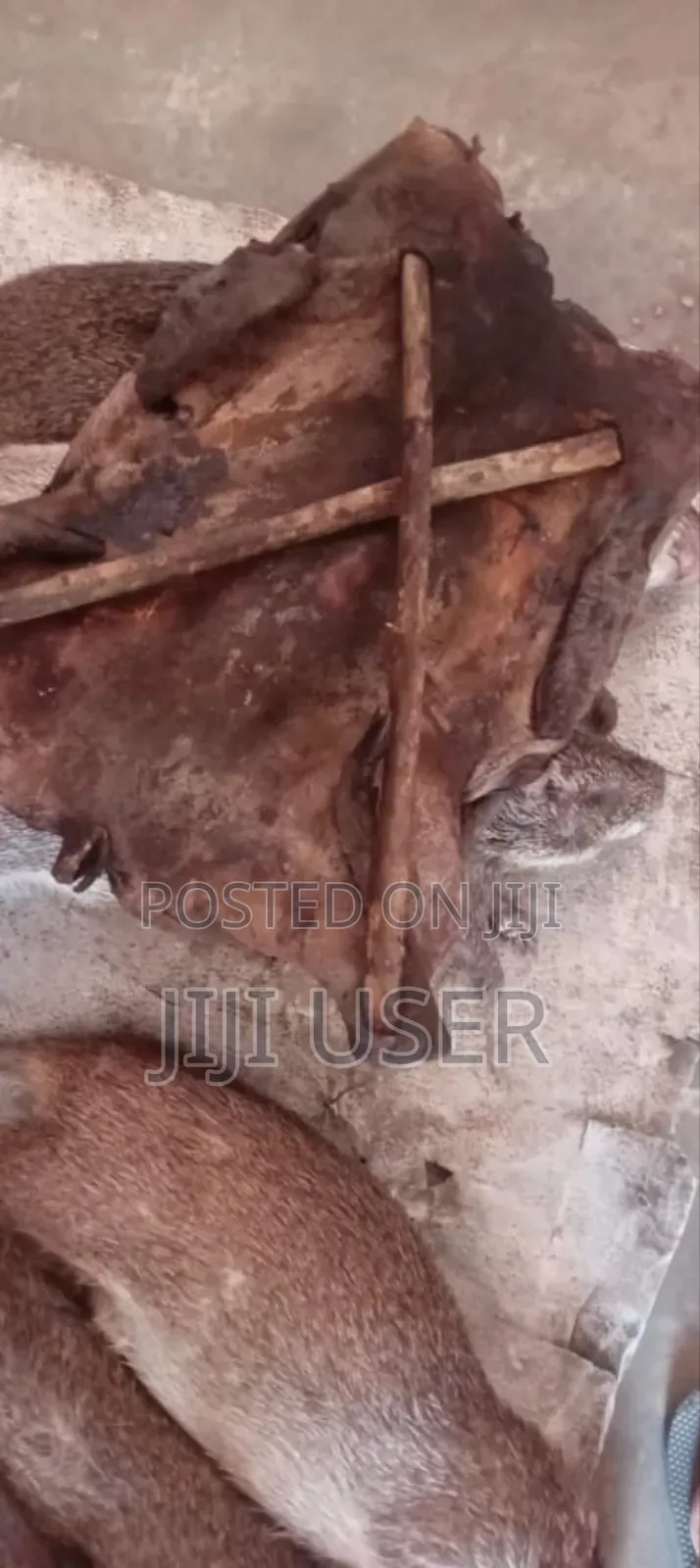 Fresh Bush Meats For Sale From Village