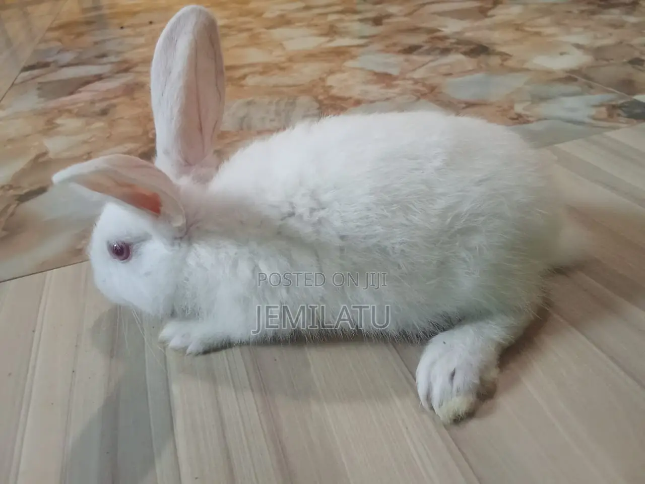 Nana Mohammed's Rabbit