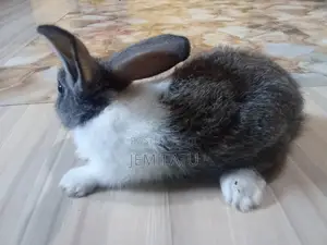 Nana Mohammed's Rabbit