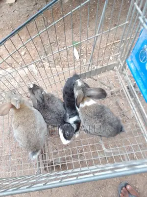Nana Mohammed's Rabbit