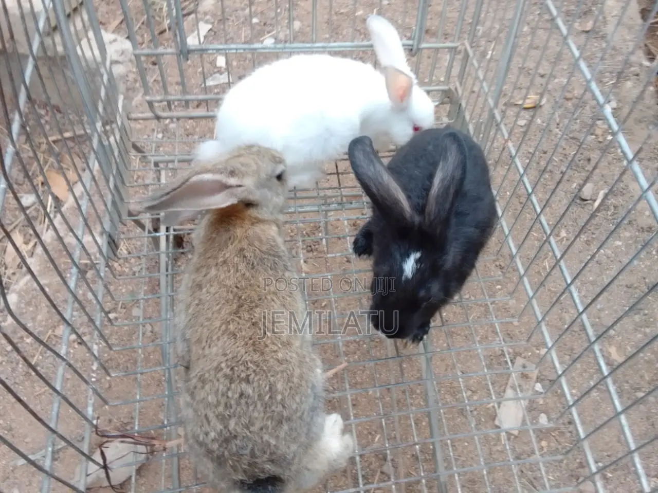 Nana Mohammed's Rabbit