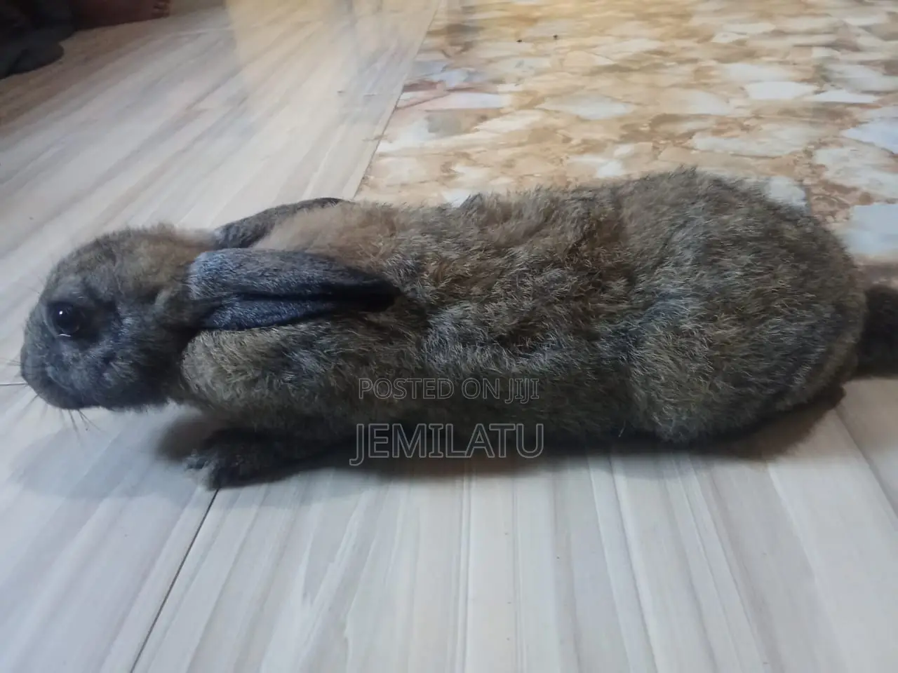 Nana Mohammed's Rabbit