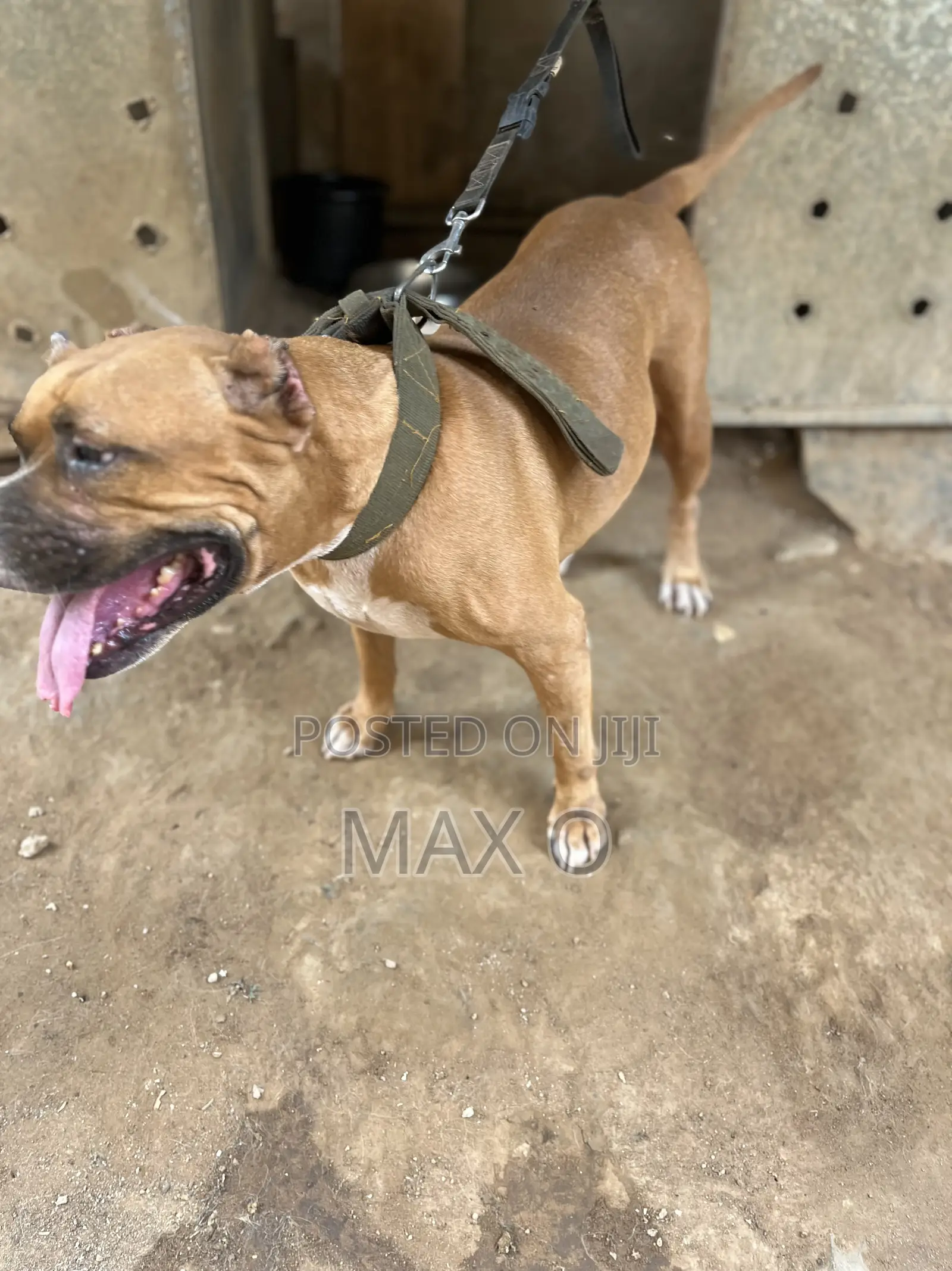 1+ year Female Purebred American Bully