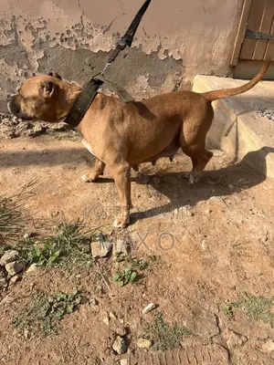 1+ year Female Purebred American Bully