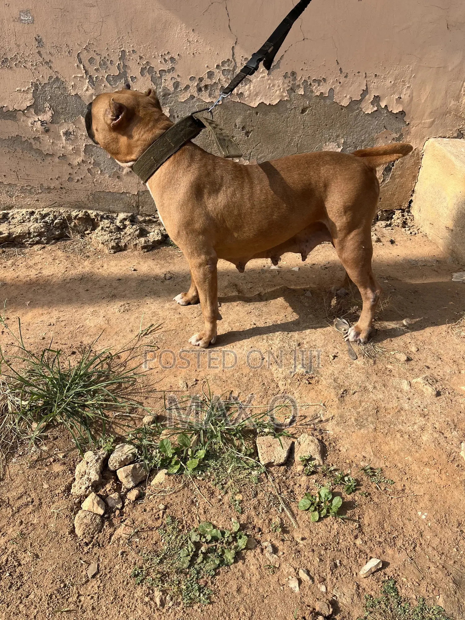 1+ year Female Purebred American Bully