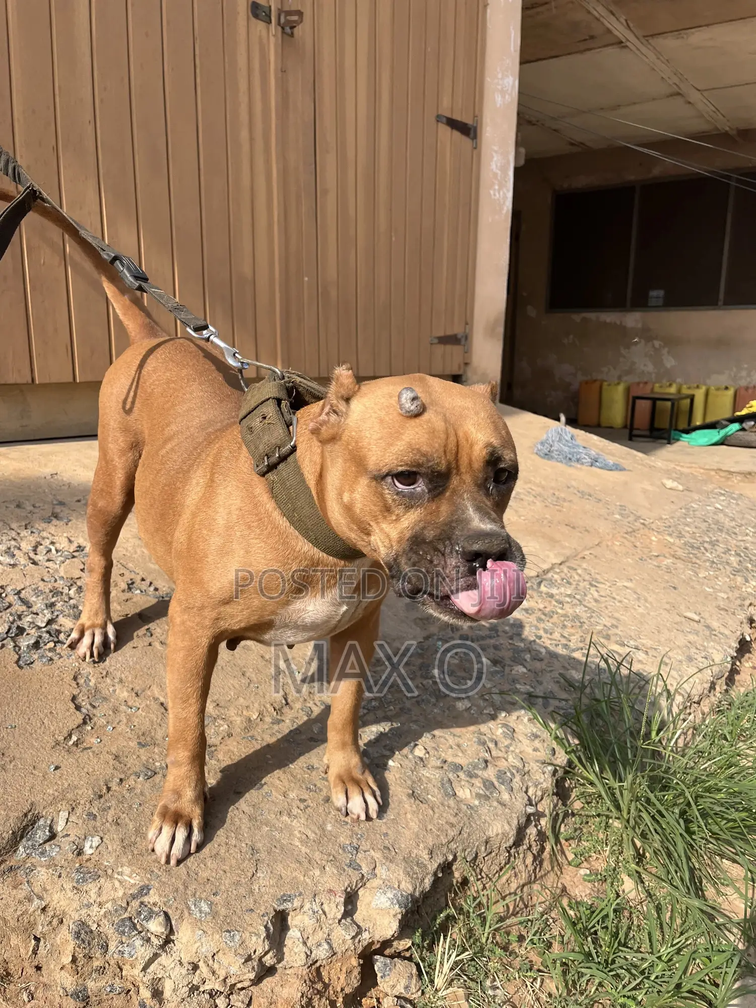 1+ year Female Purebred American Bully