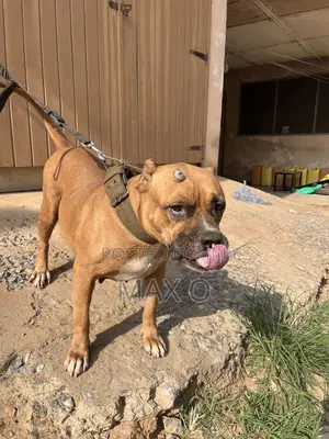 1+ year Female Purebred American Bully