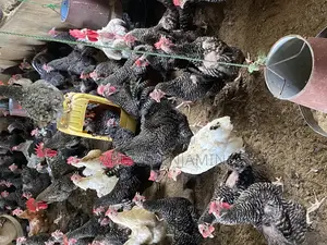 Ibrahim Poultry Farm