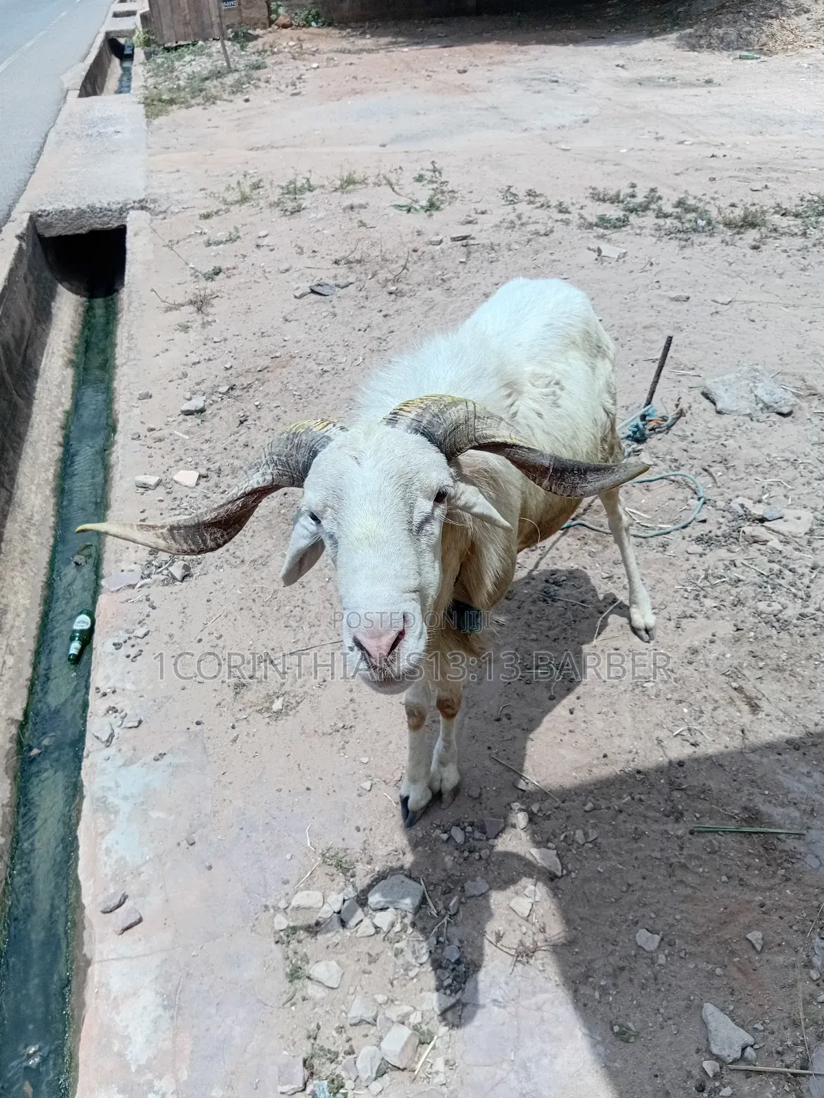 A Sheep for Sale