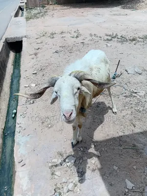 A Sheep for Sale