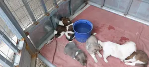 1-3 months Male Mixed Breed Dog