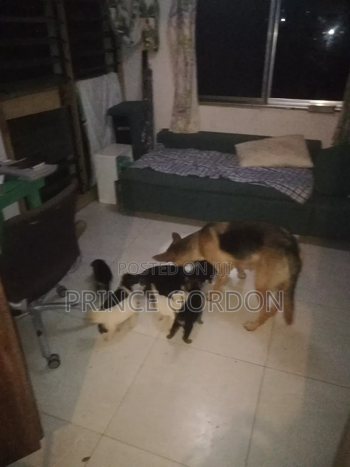 1-3 months Male Purebred German Shepherd