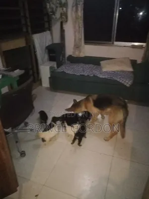 1-3 months Male Purebred German Shepherd