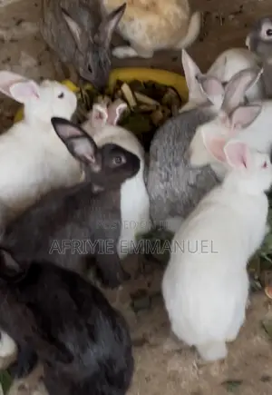 Rabbit for Sale