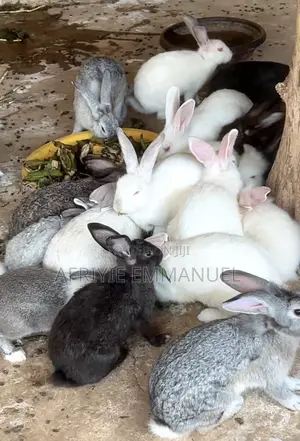 Rabbit for Sale