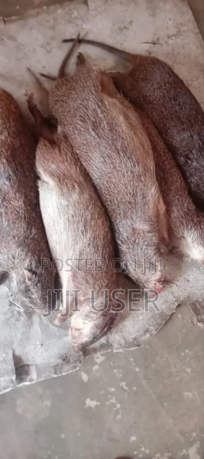 Fresh Bush Meats For Sale From Village