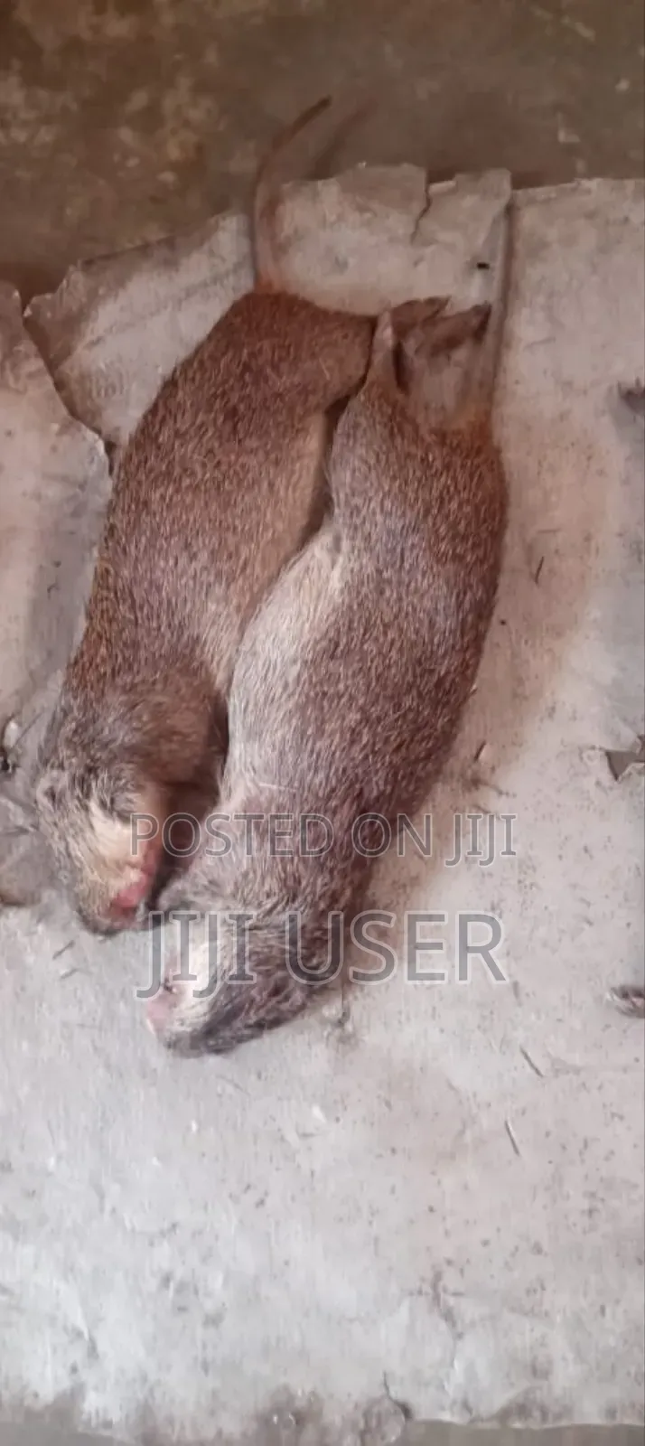 Fresh Bush Meats For Sale From Village
