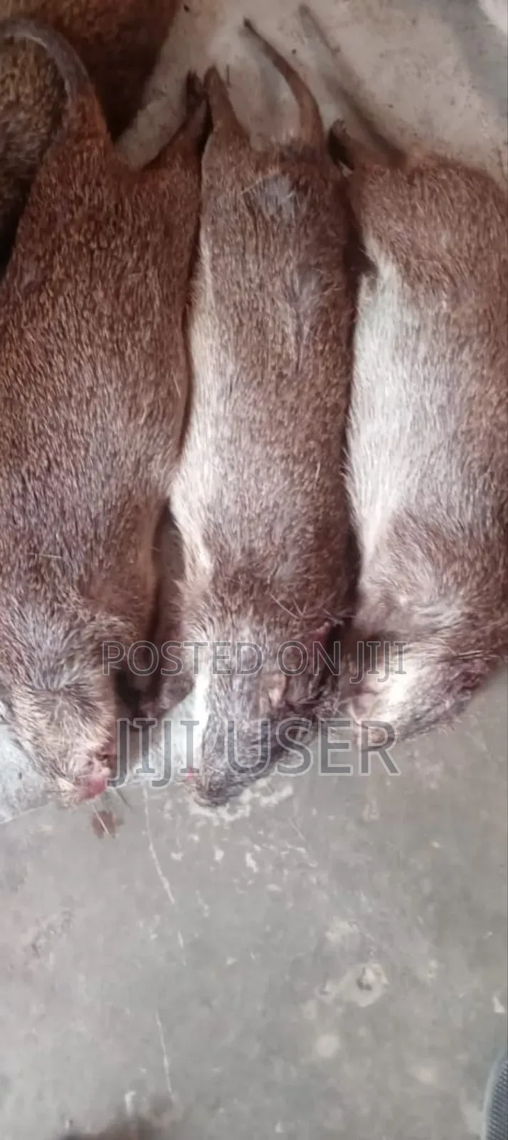 Fresh Bush Meats For Sale From Village