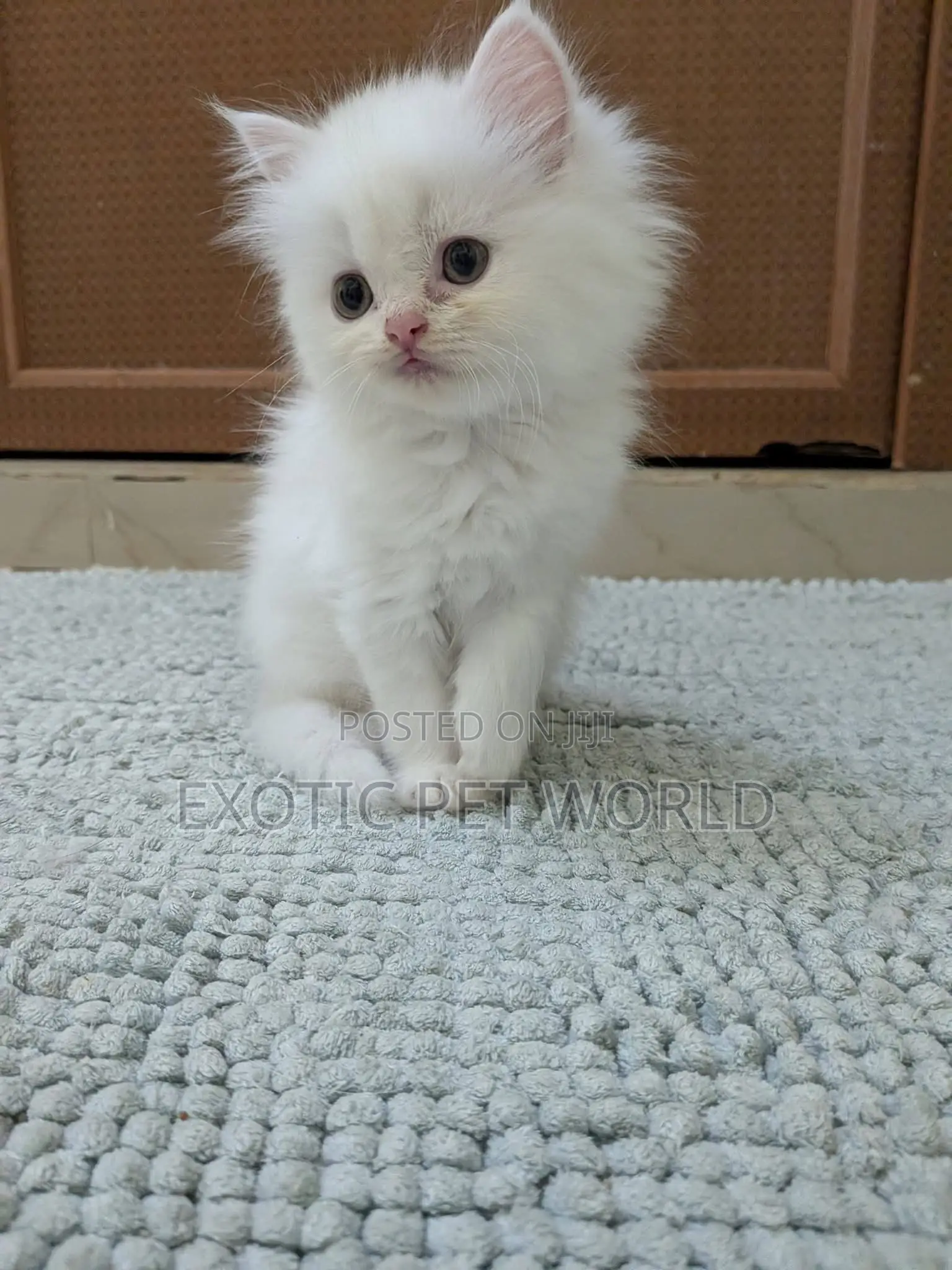 1-3 months Female Purebred Persian