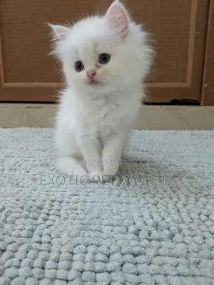 1-3 months Female Purebred Persian