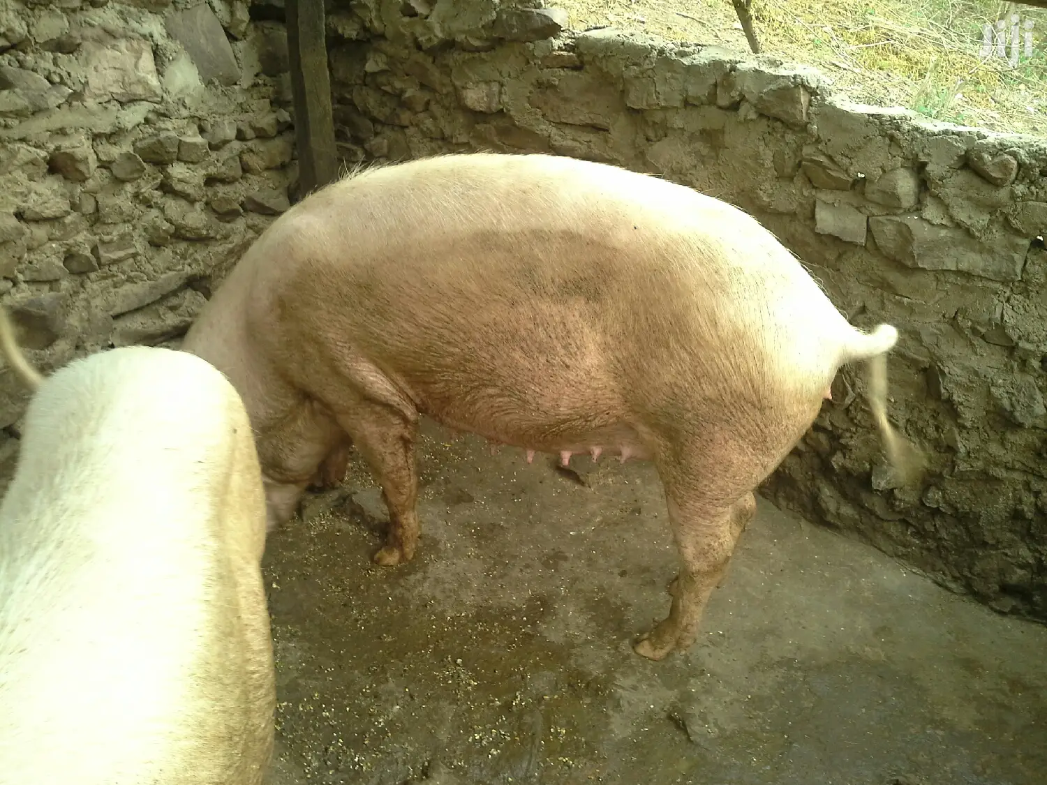 Fatless Pigs