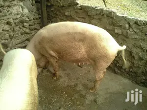 Fatless Pigs