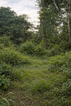 Hot Land for Sale, Ejisu