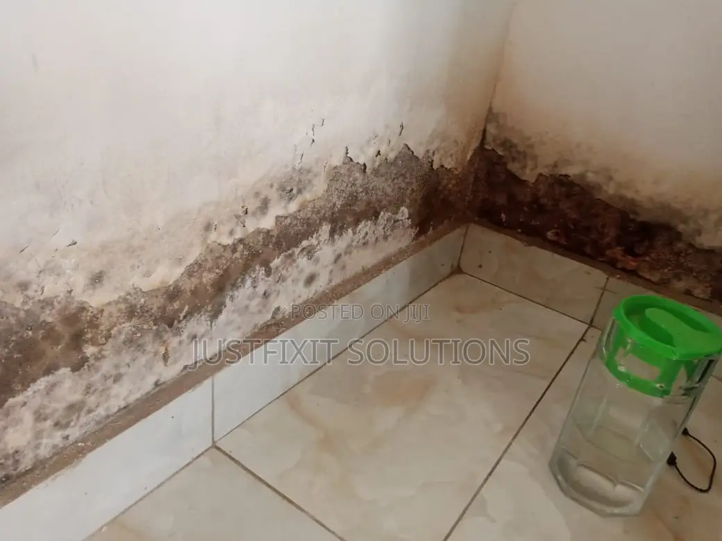 Mold, Rising Damp Wall Treatment, Painting Experts in Spintex